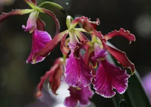 En 2024 ‘Caliorquídeas’ llega a su versión 48: referente caleño en  conservación de la biodiversidad