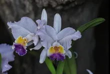 En 2024 ‘Caliorquídeas’ llega a su versión 48: referente caleño en  conservación de la biodiversidad