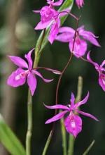 En 2024 ‘Caliorquídeas’ llega a su versión 48: referente caleño en  conservación de la biodiversidad