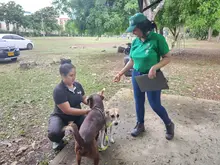Alcaldía de Cali avanza con la campaña ‘Yo cuido y mantengo mi parque limpio’, para la correcta disposición de excrementos de mascotas