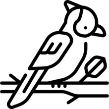 bird_4866567