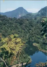 Siembra-de-Árboles