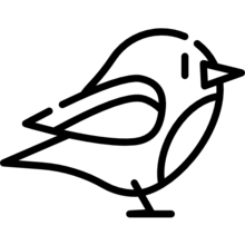 robin_1169033