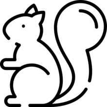 squirrel_1742438