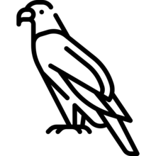 eagle_9804221
