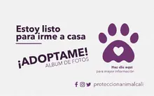 3_Banner_Proteccion_Animal