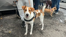 Cali demuestra su amor por los animales: más de 700 participaron en jornada masiva