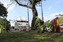 ‘Cali le canta a la Navidad’ con zonas verdes limpias y en óptimas  condiciones