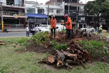 Avanza la recuperación del Parque del Perro: Dagma supervisa la extracción de un gigantesco tocón