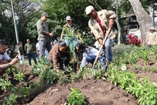 Con un caracolí y jardín para polinizadores, se realizó la reposición del caucho talado en el Parque del Perro