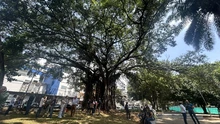 Con un caracolí y jardín para polinizadores, se realizó la reposición del caucho talado en el Parque del Perro