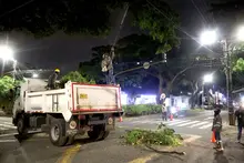 Cuadrilla de Emergencias Arbóreas del Dagma realizó poda de samanes notables en Ciudad Jardín