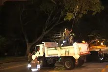Cuadrilla de Emergencias Arbóreas del Dagma realizó poda de samanes notables en Ciudad Jardín