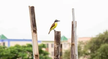 Más de veintinueve mil metros cuadrados del jarillón del río Cauca han sido recuperados ambientalmente