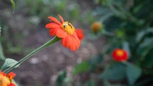 Más de veintinueve mil metros cuadrados del jarillón del río Cauca han sido recuperados ambientalmente