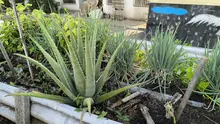 Transformando espacios y vidas: El impacto del comedor Hermandad por Cali