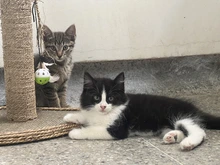 Un nuevo integrante en casa: consejos esenciales para la llegada de perros y gatos