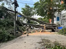 Con pericia, destreza y trabajo en equipo, se recuperan los sectores de  Cali afectados por la caída de árboles