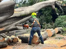 Con pericia, destreza y trabajo en equipo, se recuperan los sectores de  Cali afectados por la caída de árboles