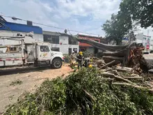Con pericia, destreza y trabajo en equipo, se recuperan los sectores de  Cali afectados por la caída de árboles