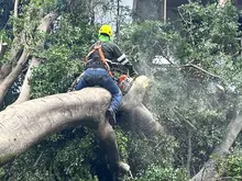 Con pericia, destreza y trabajo en equipo, se recuperan los sectores de  Cali afectados por la caída de árboles