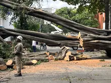 Con pericia, destreza y trabajo en equipo, se recuperan los sectores de  Cali afectados por la caída de árboles