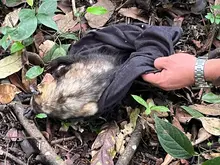 En el ‘Día Mundial de la Vida Silvestre’, Dagma lidera jornada de liberación de animales en Pance 