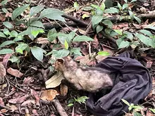 En el ‘Día Mundial de la Vida Silvestre’, Dagma lidera jornada de liberación de animales en Pance 