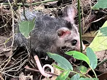 En el ‘Día Mundial de la Vida Silvestre’, Dagma lidera jornada de liberación de animales en Pance 