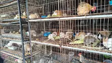 Dagma y Policía Ambiental realizan visitas de inspección y control al  tráfico de fauna