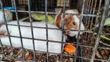 Dagma y Policía Ambiental realizan visitas de inspección y control al  tráfico de fauna