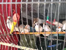Dagma y Policía Ambiental realizan visitas de inspección y control al  tráfico de fauna