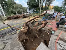 El Dagma vela por la conservación del arbolado caleño durante la temporada de lluvias