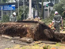 El Dagma vela por la conservación del arbolado caleño durante la temporada de lluvias