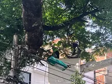 En lo corrido de 2025 se han recuperado más de 1000 árboles en Cali: el Dagma lidera un plan estratégico de mantenimiento arbóreo