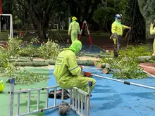 Cali fortalece la seguridad en sus parques con poda de árboles y las cuadrillas de zonas verdes de Promo Valle