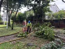 Cali fortalece la seguridad en sus parques con poda de árboles y las cuadrillas de zonas verdes de Promo Valle
