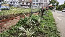Alcaldía de Cali realizó gran jornada de recuperación, limpieza y  embellecimiento en la Comuna 15