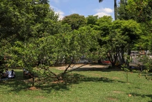 La ciudadanía, apoyo vital para la gestión del Dagma en la protección y  mantenimiento del arbolado de Cali