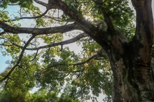 La ciudadanía, apoyo vital para la gestión del Dagma en la protección y  mantenimiento del arbolado de Cali