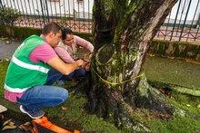 La ciudadanía, apoyo vital para la gestión del Dagma en la protección y  mantenimiento del arbolado de Cali