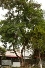 ‘Plan Distrito más Verde’: Dagma controla propagación de la especie invasora leucaena