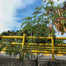 ‘Plan Distrito más Verde’: Dagma controla propagación de la especie invasora leucaena