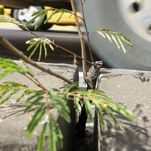 ‘Plan Distrito más Verde’: Dagma controla propagación de la especie invasora leucaena