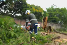 ‘Plan Distrito más Verde’: Dagma controla propagación de la especie invasora leucaena