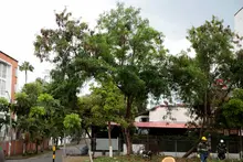 ‘Plan Distrito más Verde’: Dagma controla propagación de la especie invasora leucaena