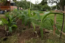 ‘Plan Distrito más Verde’: Dagma controla propagación de la especie invasora leucaena