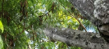 ‘Plan Distrito más Verde’: Dagma controla propagación de la especie invasora leucaena