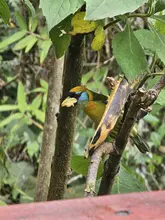 Más de 350 especies de aves alberga el ‘Paraíso de los Colibríes’: santuario de la naturaleza en Cali que requiere tu ayuda
