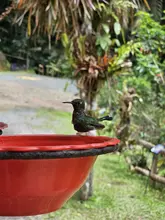 Más de 350 especies de aves alberga el ‘Paraíso de los Colibríes’: santuario de la naturaleza en Cali que requiere tu ayuda